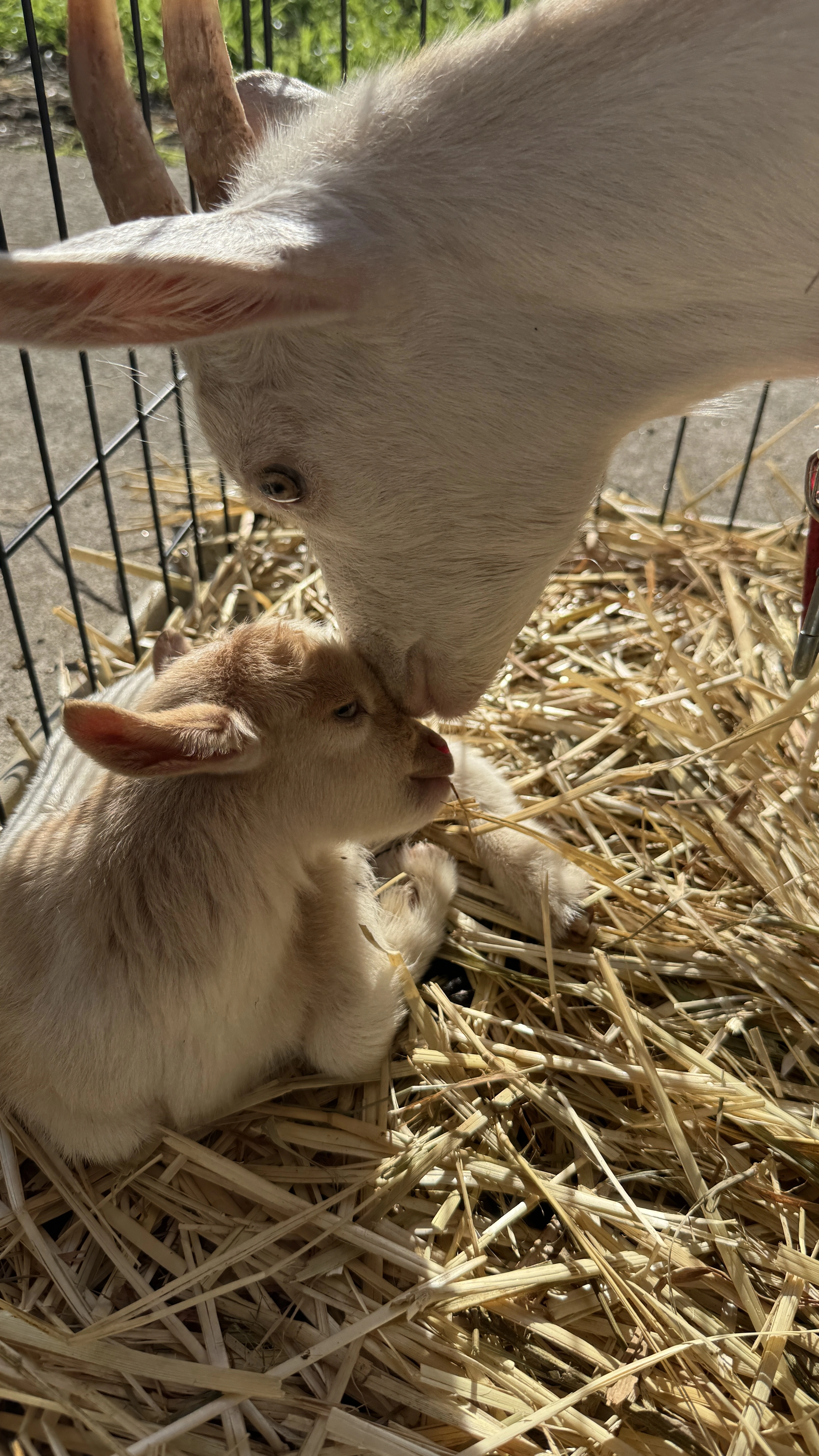 やぎに会いに行ってきた