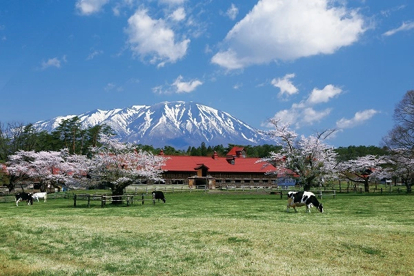 【大自然とふれあう！】雄大な岩手山を望む「小岩井農場」