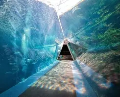 巨大な三角トンネルがエグい！「アクアマリンふくしま」！