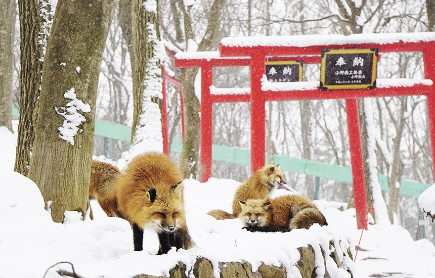 【もふもふ天国】かわいさ爆発！「宮城蔵王キツネ村」！
