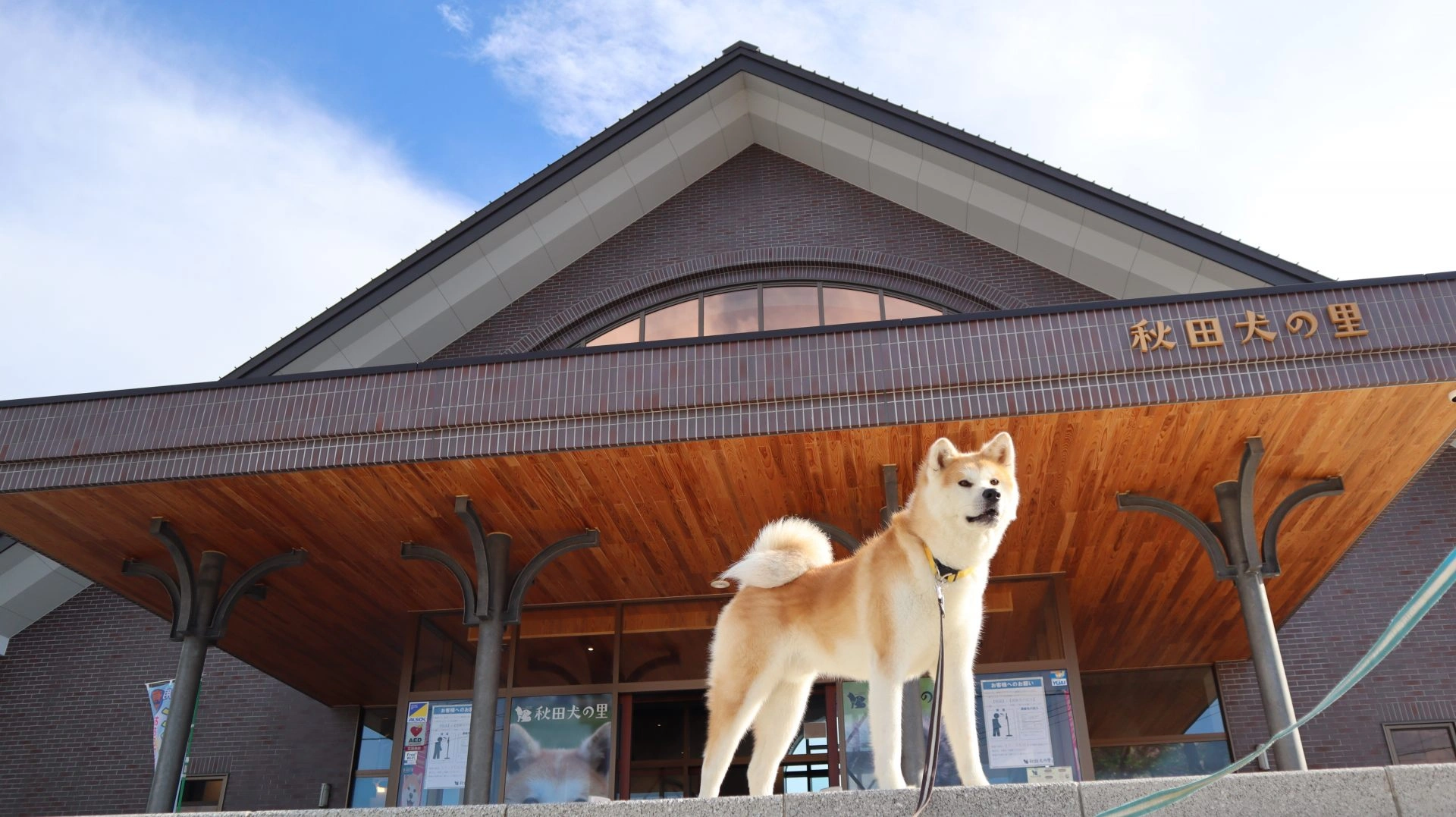 【モフモフの極み】可愛すぎる秋田犬にキュン死！「秋田犬の里」