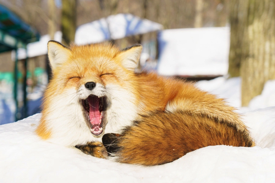 【もふもふ天国】かわいさ爆発！「宮城蔵王キツネ村」！