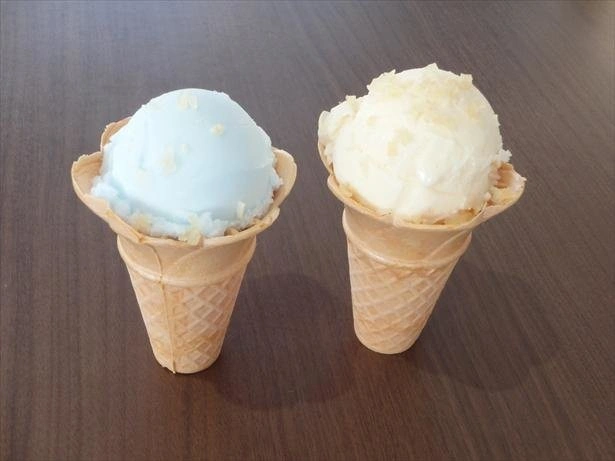 【クラゲ世界一】フワフワ空間で癒やされまくり！「加茂水族館」